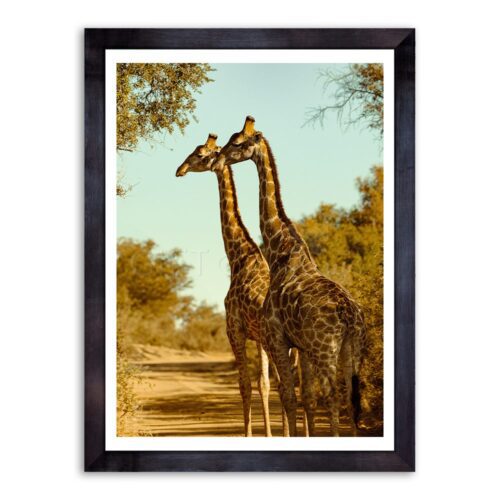 Two Giraffe Wall Art Photo Print