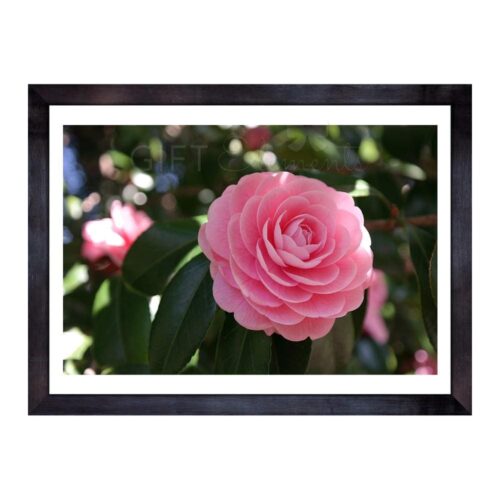 PIN-ROS-PHO-1 Pink Rose Photo Art
