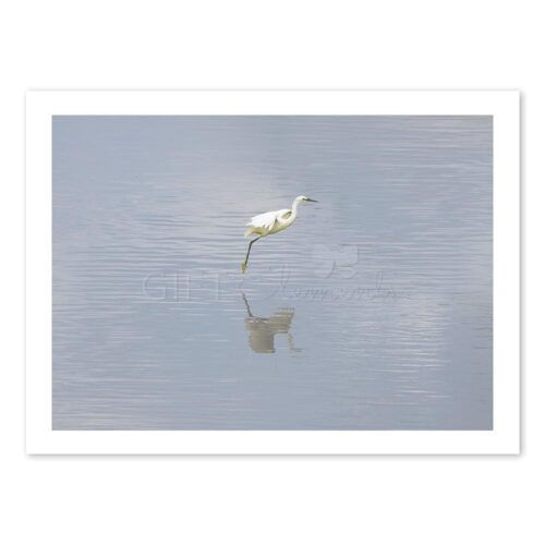 FLY-EGR-PHO-1 Flying Egret Photo Art