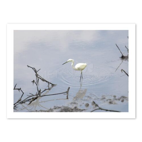 WAD-EGR-PHO-1 Wading Egret Photo Art