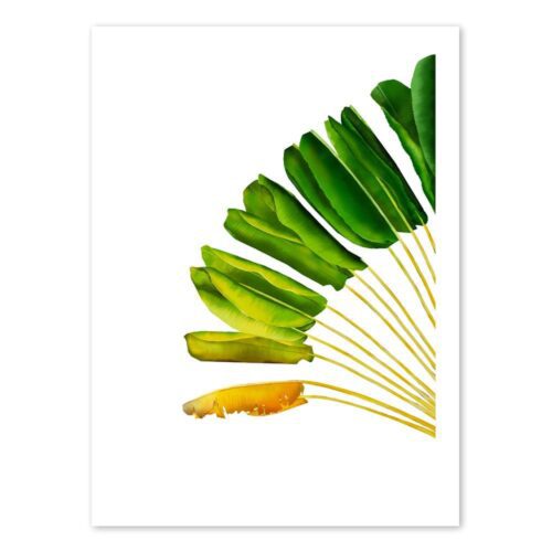 RAV-TRA-ART-2 Ravenala 2 Travellers Palm Wall Art