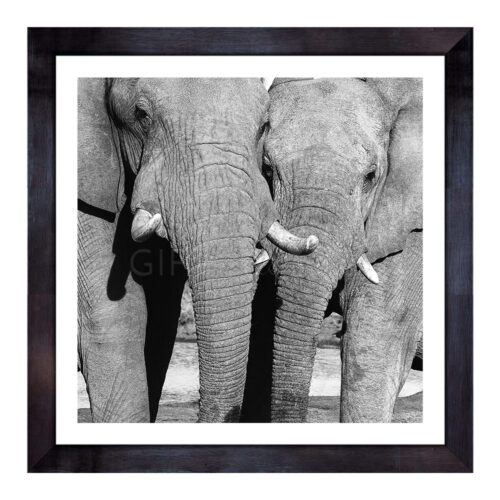 ELE-LOV-PHO-1 Elephant Love Photo Art