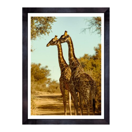 GIR-TWO-PHO-1 Two Giraffes Photo Art