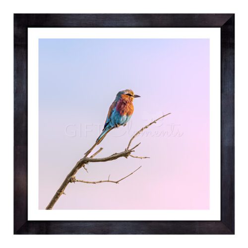 BLO-RBI-PHO-1 Blue Orange Bird Photo Art